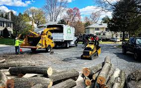 Best Tree Health Inspection  in Cedar Hill, MO